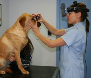 veterinary eye specialist