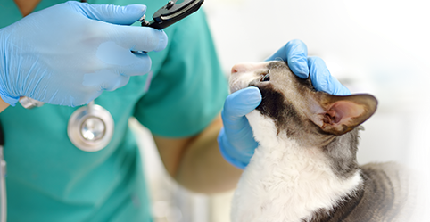 Veterinary-Professionals-Limerick-Eye-Vet Veterinary-Professionals-Limerick-Eye-Vet